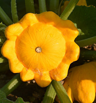 Golden Marbre | patizon | semena