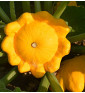 Golden Marbre