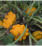 Golden Marbre