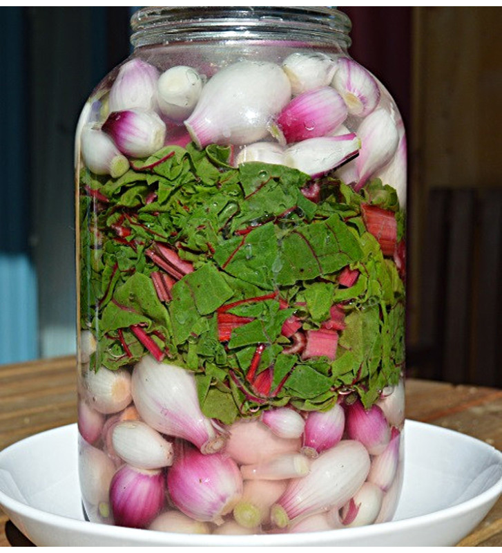 Robelja - červená cibule