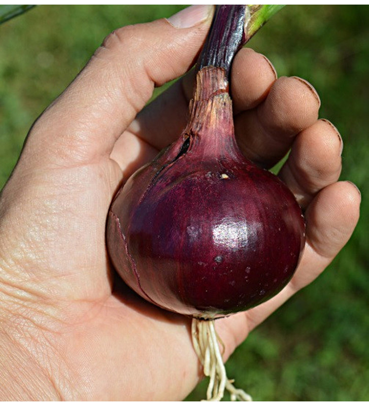 Robelja - červená cibule