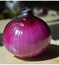 Robelja - červená cibule