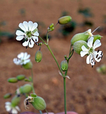Silenka nadmutá | Silene vulgaris | semena