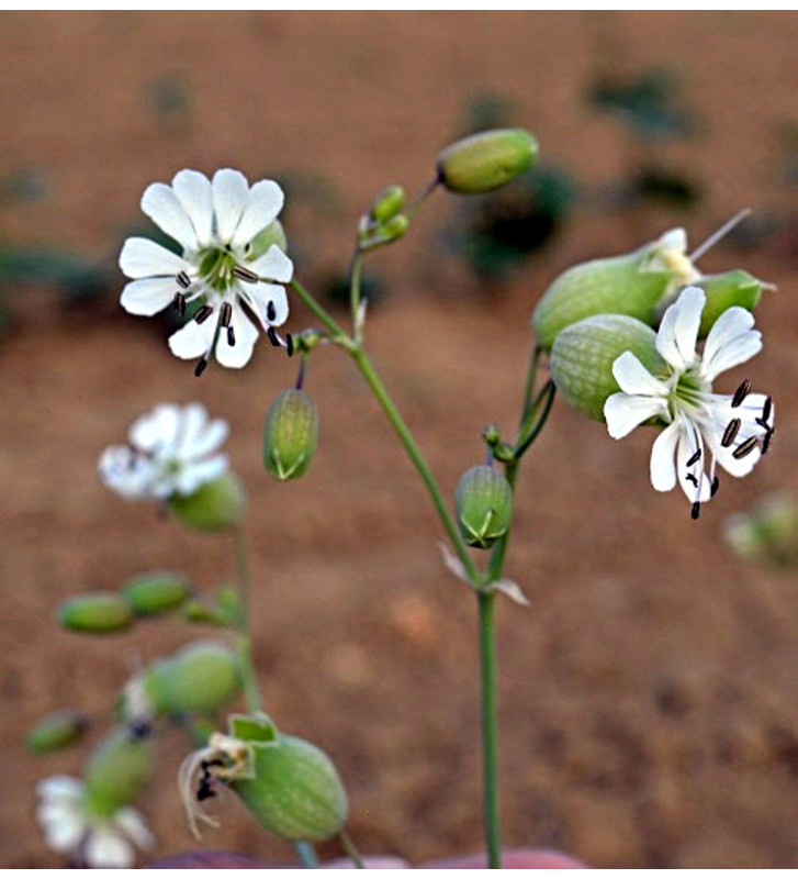 Silenka nadmutá (Silene vulgaris)
