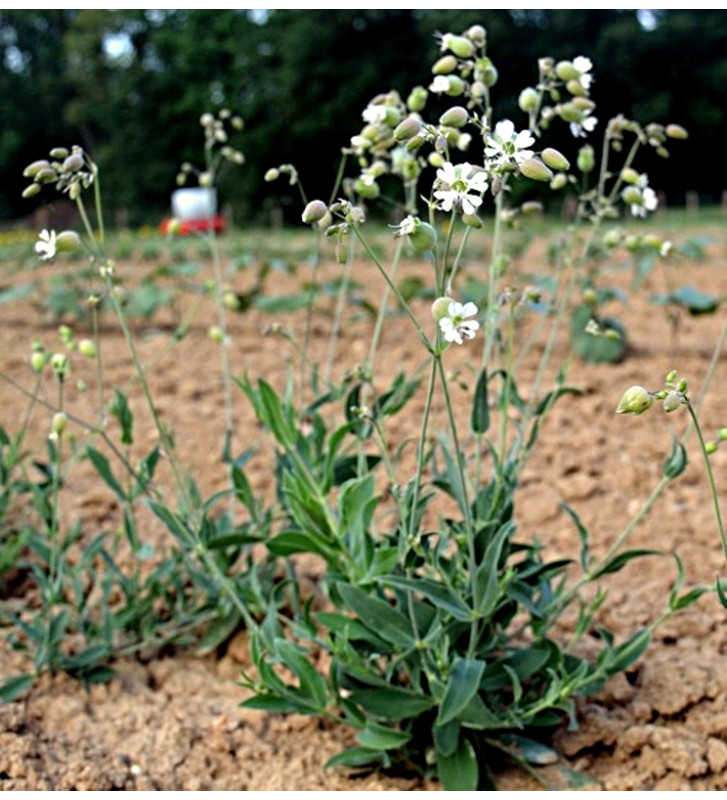 Silenka nadmutá (Silene vulgaris)