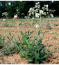 Silenka nadmutá (Silene vulgaris)