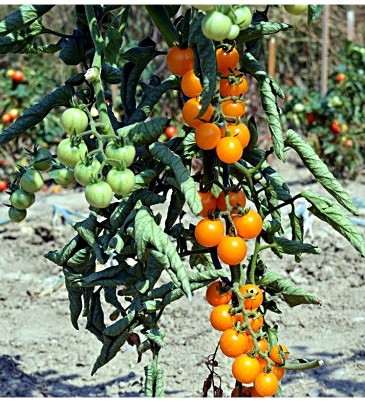 Sunviva