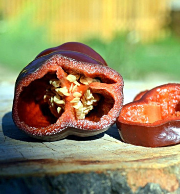 Sweet Chocolate | paprika sladká | semena