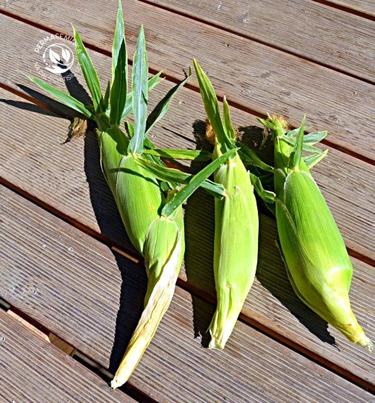 Tramunt - cukrová kukuřice, nehybridní