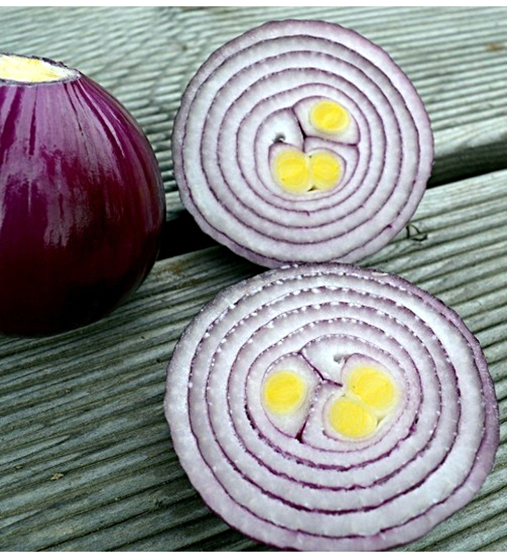 Robelja - červená cibule
