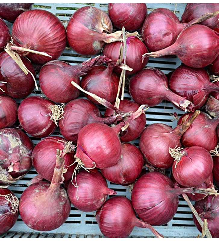 Robelja - červená cibule