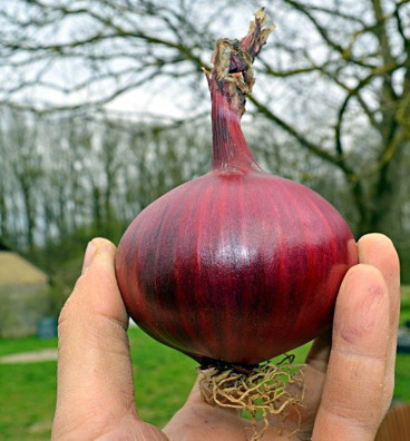 Robelja - červená cibule | cibule kuchyňská | semena