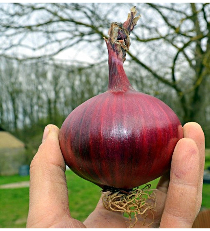 Robelja - červená cibule