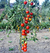Dorenia - tyčkové rajče