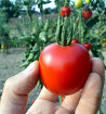 Dorenia - tyčkové rajče
