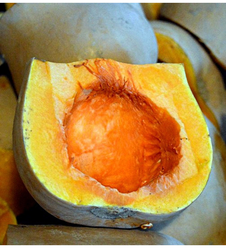 Waltham Butternut