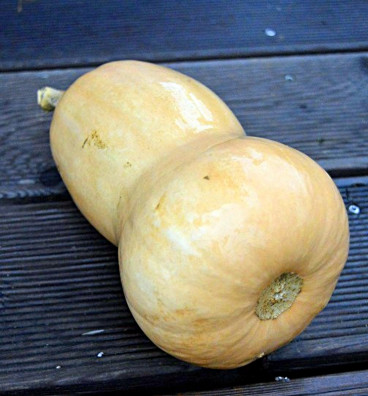 Waltham Butternut | dýně| semena