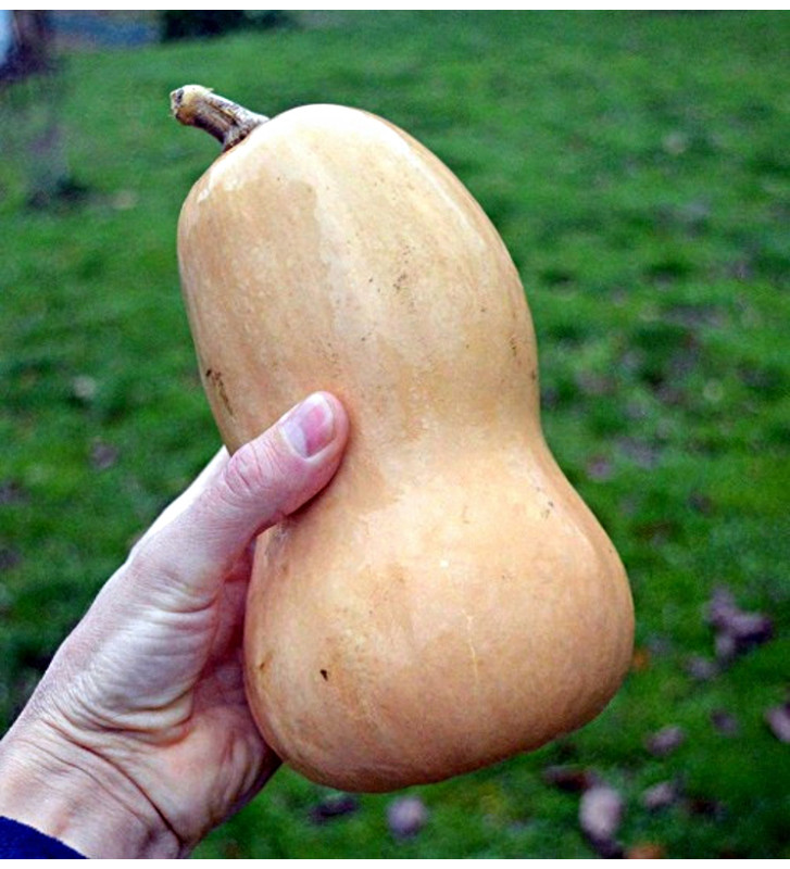 Waltham Butternut