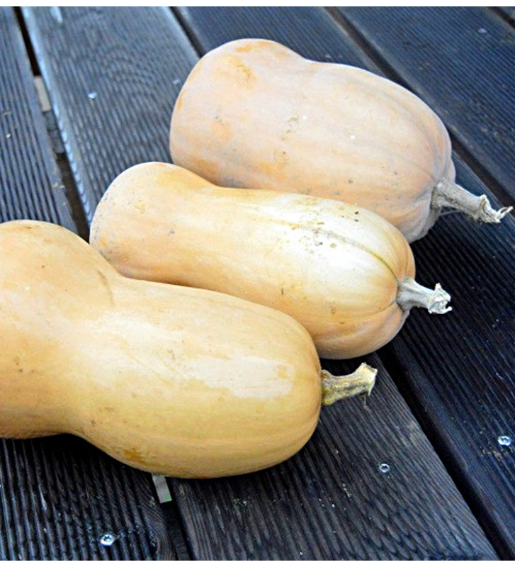 Waltham Butternut