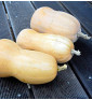 Waltham Butternut