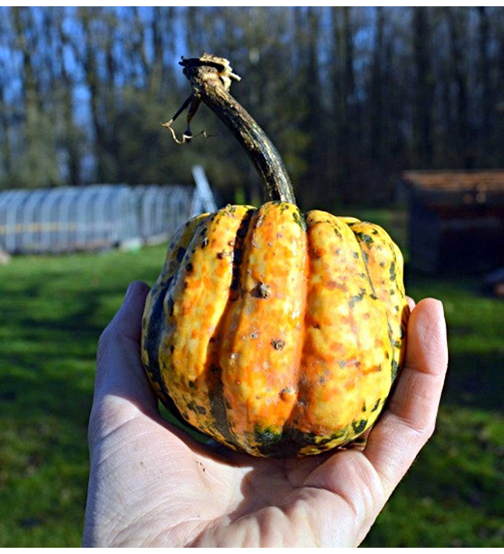 Sweet Dumpling