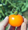 Clou - tyčkové rajče
