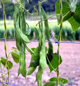 Helda - fazol tyčkový, na zelené lusky