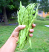 Helda - fazol tyčkový, na zelené lusky