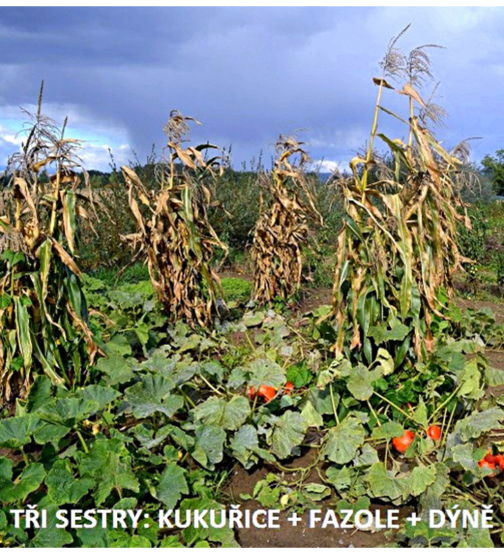 Helda - fazol tyčkový, na zelené lusky