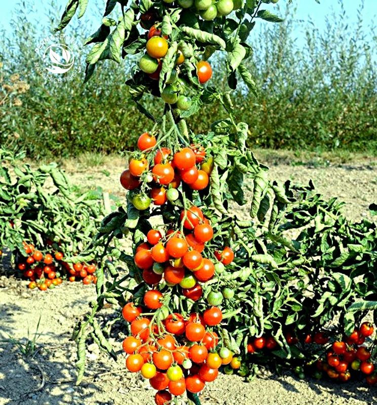 Primavera - tyčkové rajče