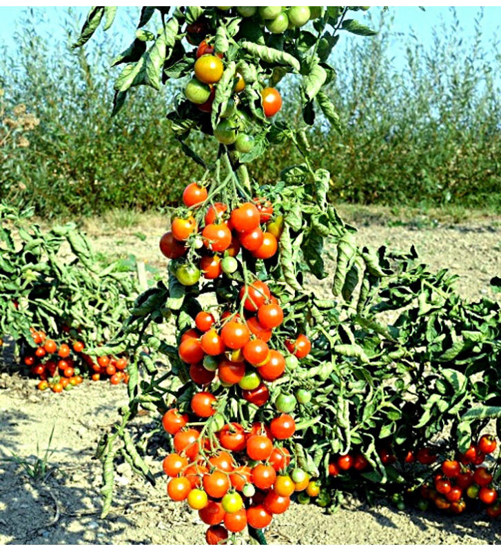 Primavera - tyčkové rajče