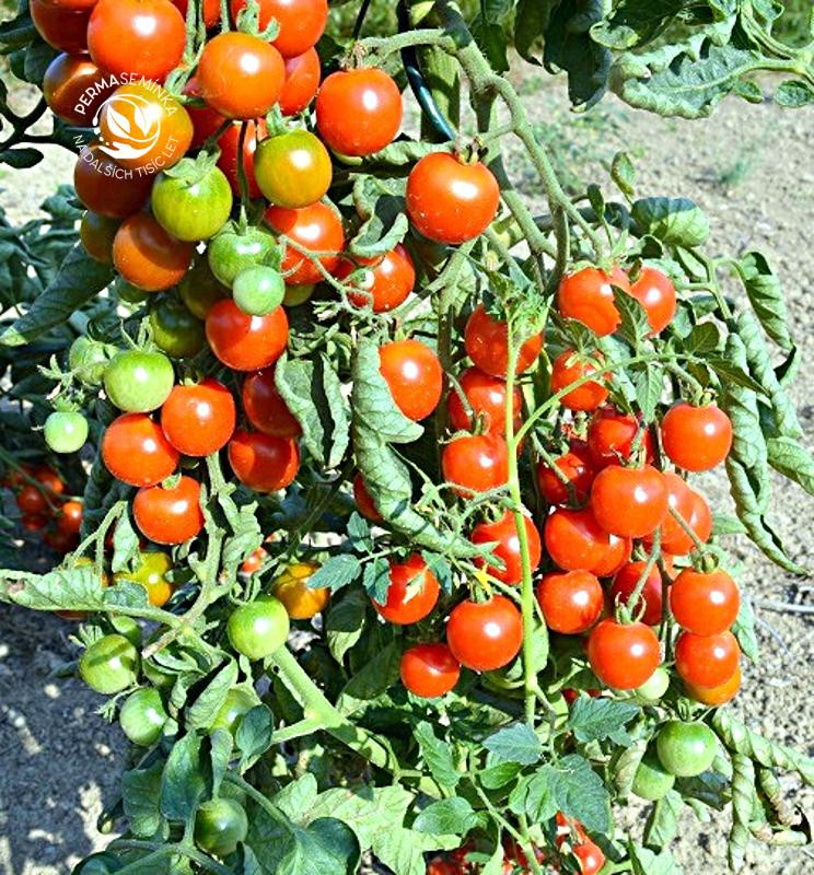 Primavera - tyčkové rajče