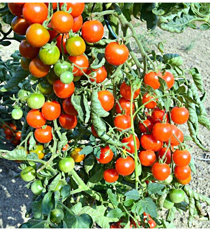 Primavera - tyčkové rajče