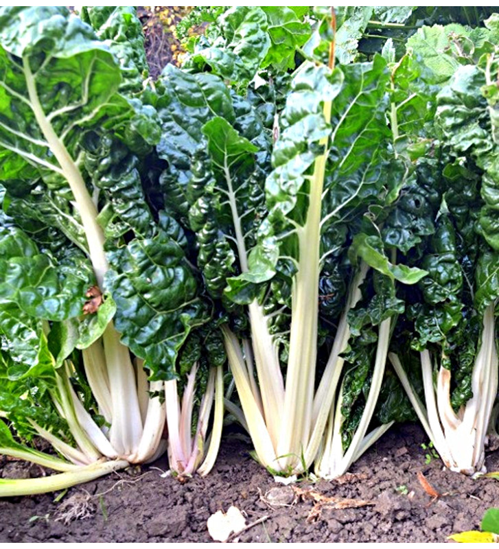 Fordhook Giant - mangold řapíkatý