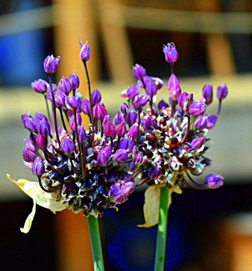 Česnek ořešec |Allium scorodoprasum | pacibulky